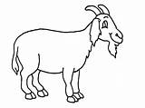 Goat Coloring Beard Pages Long Has Color Young Colorluna sketch template