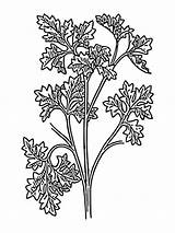 Coloring Parsley Pages Vegetables Recommended sketch template