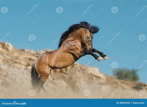 horse rears  stock photo image