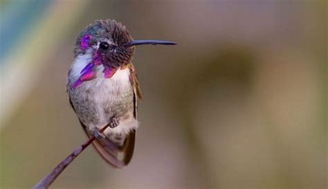 beautiful colored hummingbirds