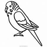 Periquito Wellensittich Muhabbet Burung Parkit Budgerigar Boyama Mewarnai Parakeet Kusu Parrot Kus Ultracoloringpages sketch template