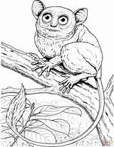 Monkey Coloring Pages Marmoset Big Eyed Tarsier Pygmy Monkeys Color Small Printable Squirrel Designlooter Online Hanging Tree Drawings sketch template