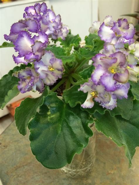 california victory lyndon lyon single  semidouble white pansies