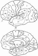 Textbook Brodmann Cortex Elliott Neuroanatomy sketch template