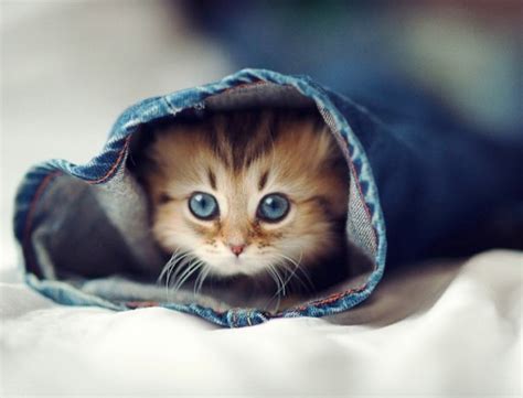 15 Cute Kitten Pictures Ifancy Photo