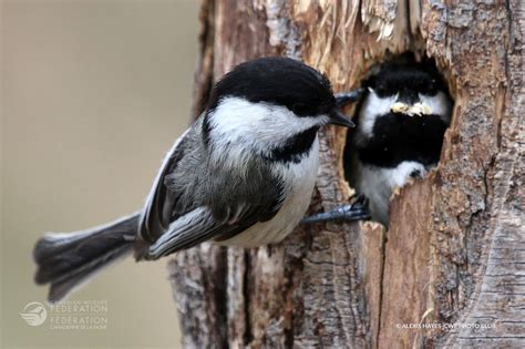 chickadee adult young nest  connection  wildlife