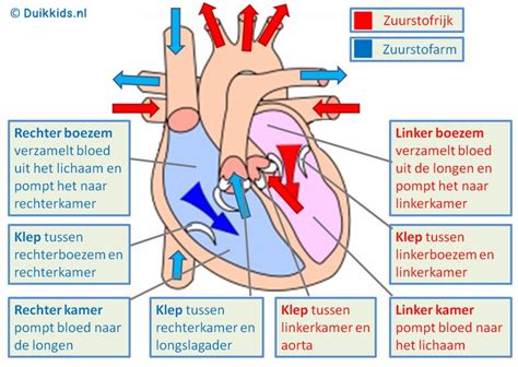 afbeeldingsresultaat voor bloedsomloop hart menselijk lichaam het menselijk lichaam bloedsomloop