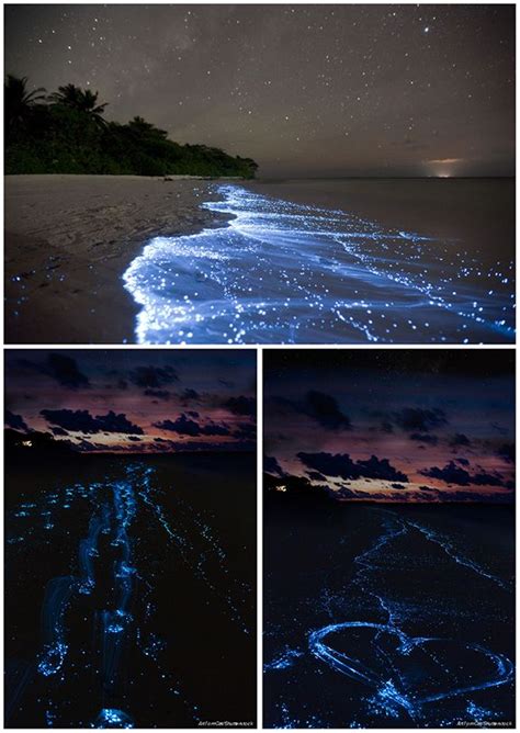 images  sea  stars maldives  pinterest islands