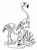 Flamingo Drawing Coloring Pages Simple Getdrawings sketch template