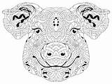 Pig Zentangle Zen Styled sketch template