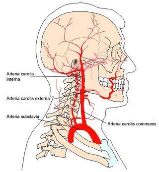 arteria carotis interna neurology human anatomy neuroscience magi