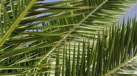 palm tree branches stock video motion array