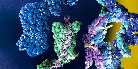 characterizing dna repair proteins  cell  protein expression