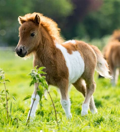 pony  baby horse lets check  facts  find