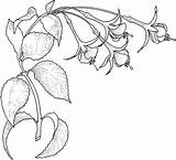 Quince Fuchsia sketch template