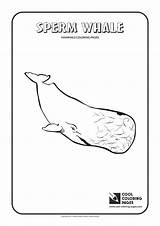 Sperm Trapezoid Octagon Heptagon Nonagon Rhombus Elipse Designlooter Mammals sketch template