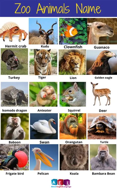 zoo animals   english learn english