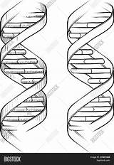 Helix Dna Drawing Double Sketch Coloring Vector Drawings Pencil Paintingvalley 1620px 1113 58kb Shopping Cart Alamy sketch template