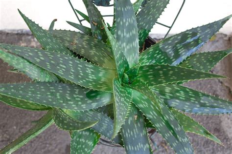 Aloe Vera Plant Care Learn To Grow This Healing Succulent