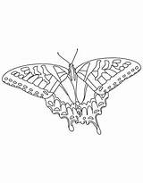 Swallowtail 33kb sketch template