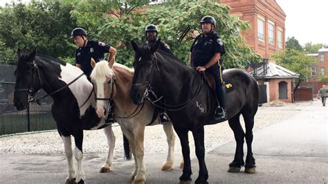 baltimore police mounted unit  add horses  state   art stable baltimore magazine