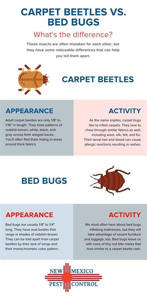 carpet beetle  bed bug  mexico pest control
