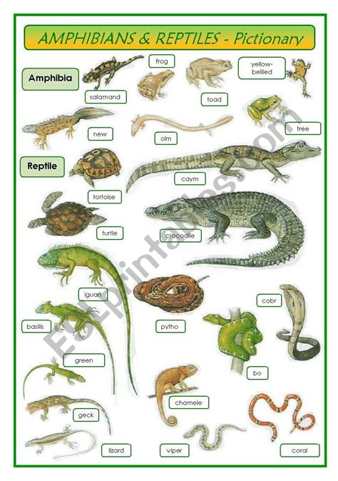 amphibians reptiles pictionary esl worksheet  oppilif