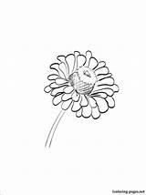 Zinnia Coloring Pages Flower Getcolorings Printable sketch template