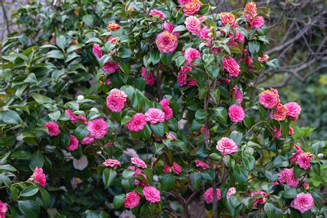 camellia japonica   grow  care  japanese camellia
