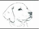 Realistic Coloring Dog Pages Dogs Easy Print Color Getcolorings Printable Getdrawings Colorings sketch template