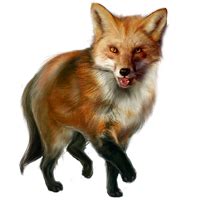 fox png image   dwpngcom