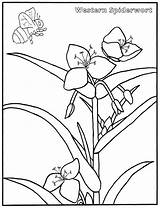 Verbena Spiderwort sketch template