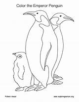 Penguin Emperor Coloring Drawing Getdrawings sketch template