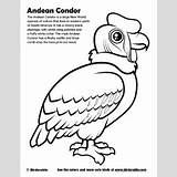 Coloring Condor 400px 68kb Andean sketch template