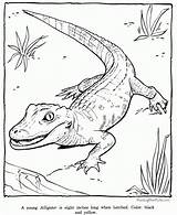 Coloring Alligator Zoo Pages Print Animal Preschool Animals Sheets Printable Sheet Color sketch template