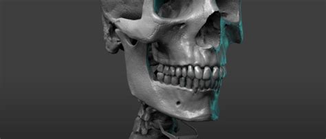 Pixologic Zbrush Blog Free Skeleton Anatomy Reference Model