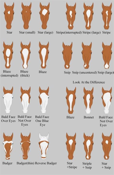 horse coat colors chart
