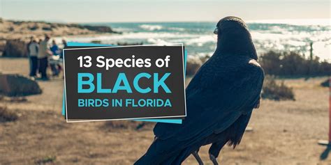 species  black bird commonly   florida birdwatching buzz