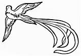 Quetzal Dibujar Quetzales Patrios Escudo Volando Simbolos Imagui Nacional Resplendent Pyrography Drawing Pajaros Aves Grabados Pinto Pueda Columbian Bordado Turpial sketch template
