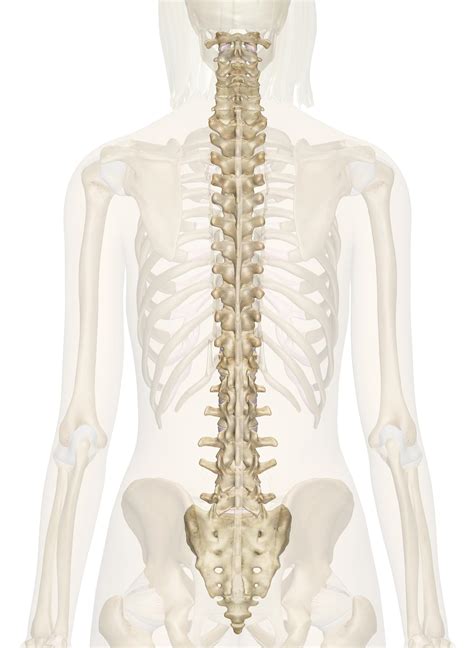 spinal column anatomy   illustrations