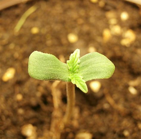complete autoflower plant grow guide