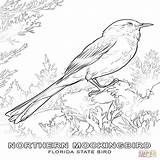 Getdrawings Pages Mockingbird sketch template