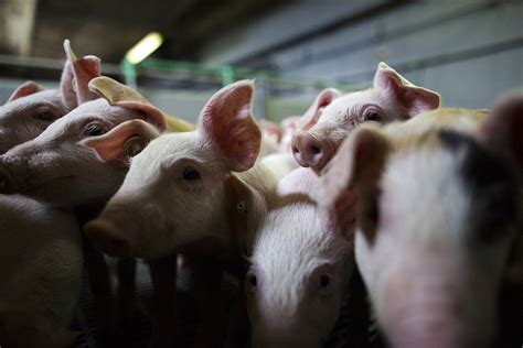 opponents of large mid missouri hog farm back in court