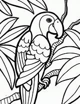 Papagei Ausmalbilder Ausdrucken Kostenlos Diemalen sketch template