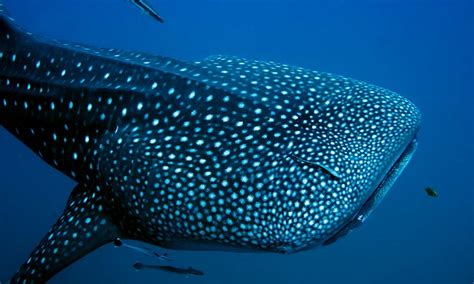 whale shark monitoring galapagos conservation trust