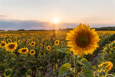 sonnenblumenfeld im sonnenuntergang foto bild sonnenuntergang