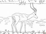Impala Coloring Pages Printable Realistic Drawing Wildebeest Color Designlooter Version Click Getdrawings Tablets Ipad Compatible Android Online Dot Drawings Categories sketch template