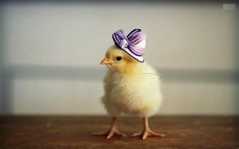 foto lucu ayam  bebek lucu  ayo ketawa
