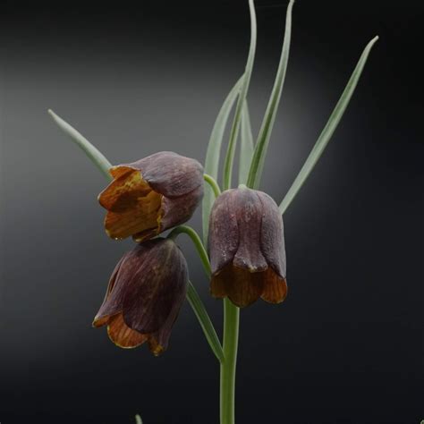 illahe rare bulbs fritillaria messanensis ssp gracilis