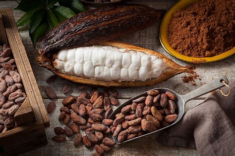 worlds top exporters  cocoa beans worldatlas